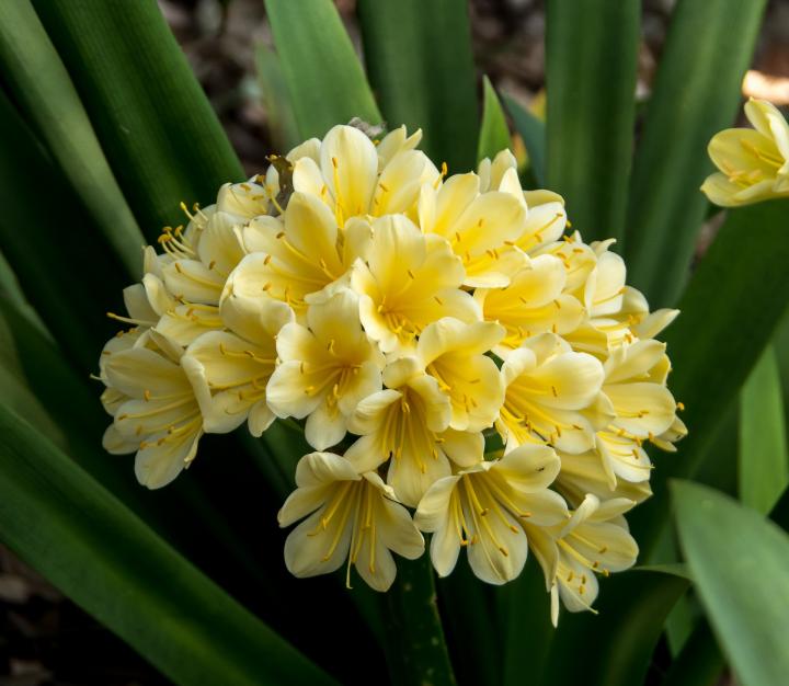 clivia-2874526_1920_full_width.jpg